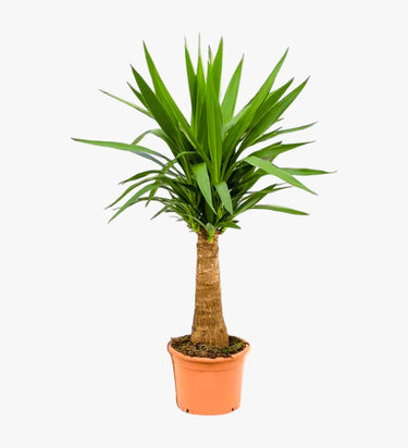 Spineless yucca (Yucca elephantipes)